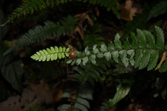 Polystichum lentum