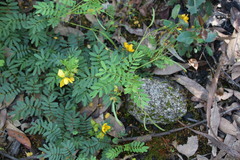 Senna barronfieldii