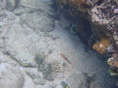 Halichoeres radiatus