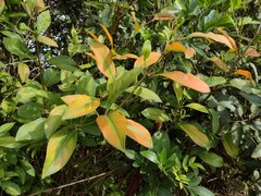 Citharexylum caudatum