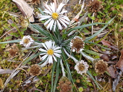 Celmisia major brevis