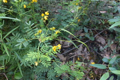 Senna barronfieldii