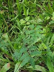 Desmanthus pernambucanus