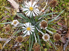 Celmisia major brevis