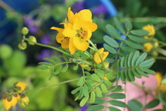 Senna barronfieldii