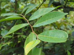 Glochidion sumatranum