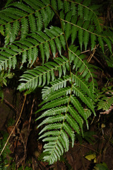 Alsophila spinulosa