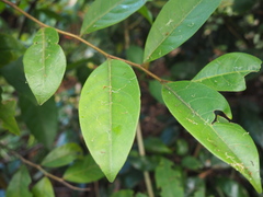 Glochidion sumatranum