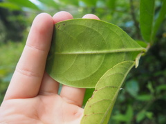 Glochidion sumatranum