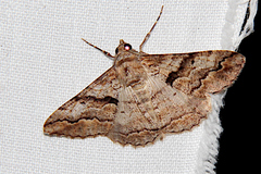 Gastrinodes bitaeniaria