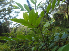 Glochidion sumatranum