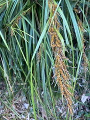 Carex baccans