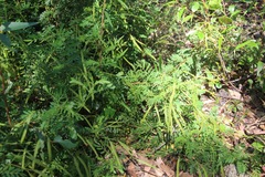 Senna barronfieldii