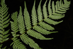 Alsophila spinulosa