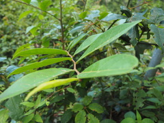 Glochidion sumatranum