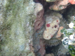 Lytechinus variegatus