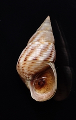 Littoraria sinensis