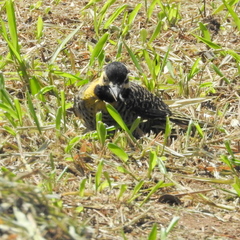 Colaptes campestris