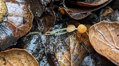 Mycena acicula