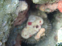 Lytechinus variegatus