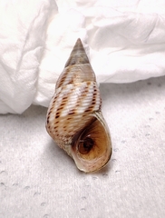 Littoraria sinensis
