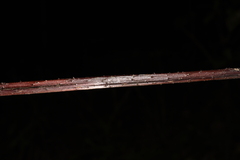Alsophila spinulosa