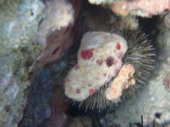 Lytechinus variegatus