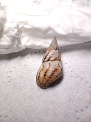 Littoraria sinensis