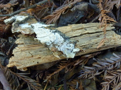 Phytophthora ramorum