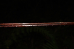 Alsophila spinulosa