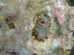Chiton marmoratus