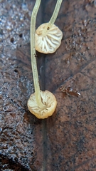 Mycena acicula