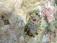 Chiton marmoratus
