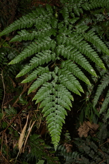 Microlepia setosa