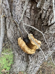 Pycnoporellus alboluteus