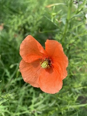 Papaver dubium