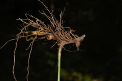 Microlepia setosa