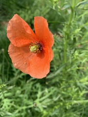 Papaver dubium