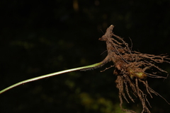 Microlepia setosa