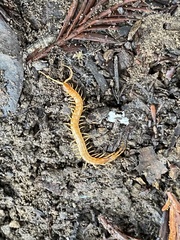 Scolopocryptops gracilis