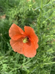 Papaver dubium