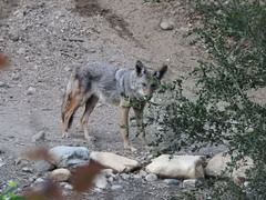 Canis latrans