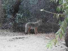 Canis latrans