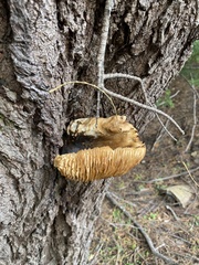 Pycnoporellus alboluteus