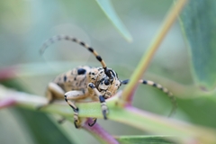 Cerambycoidea