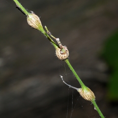 Neolasioptera desmodii