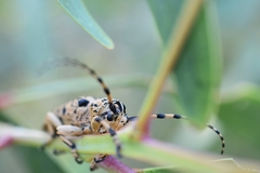 Cerambycoidea