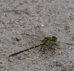 Austrogomphus guerini
