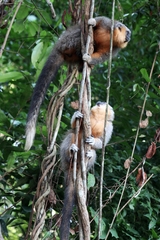 Plecturocebus moloch