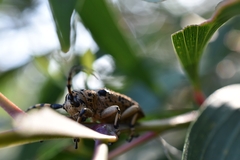 Cerambycoidea